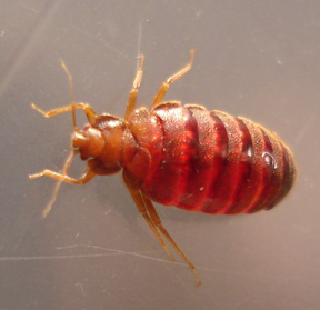 Adult Bed Bug - Cimex Lectularius